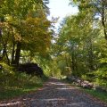 Herbstwald 19.10.2013