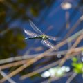 Ossiach_20140828_05