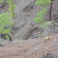 La_Palma_20161106_553