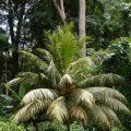 Seychellen_0483